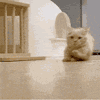 萌宠 猫咪 冲 呆萌 可爱