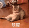 萌宠 猫咪 颓废 呆萌 可爱