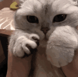 萌宠 猫咪 呆萌 可爱