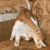 萌宠 猫咪 倒立 呆萌 可爱