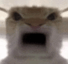 萌宠 猫咪 吃惊 呆萌 可爱