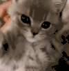 萌宠 猫咪 不想看 呆萌 可爱