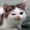 萌宠 猫咪 盯 呆萌 可爱