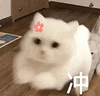 萌宠 猫咪 冲 呆萌 可爱