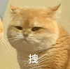 萌宠 猫咪 拽 呆萌 可爱