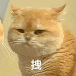 萌宠 猫咪 拽 呆萌 可爱