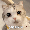 萌宠 猫咪 符号 呆萌 可爱
