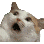 猫meme 可爱 搞怪 沙雕