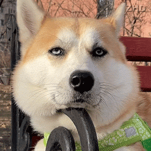 萌宠狗狗发呆呆萌可爱gif动图_动态图_表情包下载_soogif