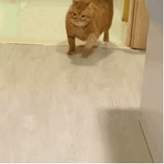 萌宠 猫咪 摇摆 呆萌 可爱