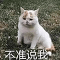 萌宠 猫咪 不准说我 呆萌 可爱