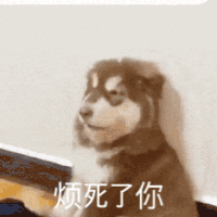 萌宠 狗狗 烦死了你 呆萌 可爱