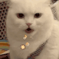 萌宠 猫咪 吵架 呆萌 可爱