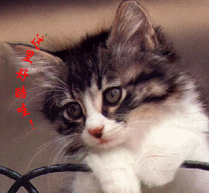 猫咪眨眼表情包gif图片