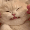 萌宠 猫咪 舔嘴 呆萌 可爱