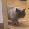 萌宠 猫咪 走路 呆萌 可爱