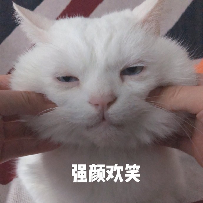 萌宠 猫星人 强颜欢笑 可怜 呆萌 可爱