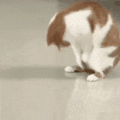 萌宠 猫咪 打滚 呆萌 可爱