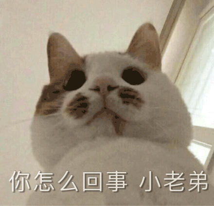 沙雕猫