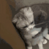 萌宠 猫咪 亲 呆萌 可爱