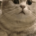 萌宠 猫咪 感叹 呆萌 可爱