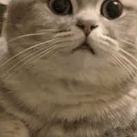 萌宠 猫咪 感叹 呆萌 可爱