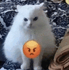 萌宠 猫咪 生气 呆萌 可爱