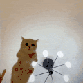 萌宠 猫咪 我来了 呆萌 可爱