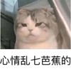 萌宠 猫星人 心情乱七芭蕉的 杂乱 搞怪 呆萌