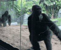 大猩猩打架gif图片