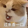 萌宠 猫咪 过来香一口 呆萌 可爱