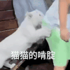 萌宠 猫咪 猫猫的啃腚 呆萌 可爱