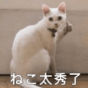 沙雕猫