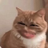 萌宠 猫咪 开心 呆萌 可爱