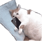 萌宠 猫咪 哭 呆萌 可爱
