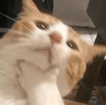 萌宠 猫咪 思考 呆萌 可爱