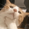 萌宠 猫咪 思考 呆萌 可爱