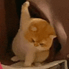萌宠 猫咪 举手 呆萌 可爱