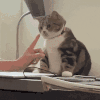 萌宠 猫咪 咬你 呆萌 可爱
