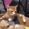 萌宠 猫咪 我来了 呆萌 可爱