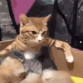 萌宠 猫咪 我来了 呆萌 可爱