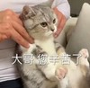 萌宠 猫星人 大哥 你辛苦了 呆萌 可爱