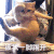 萌宠 猫咪 被我一脚踢开 呆萌 可爱