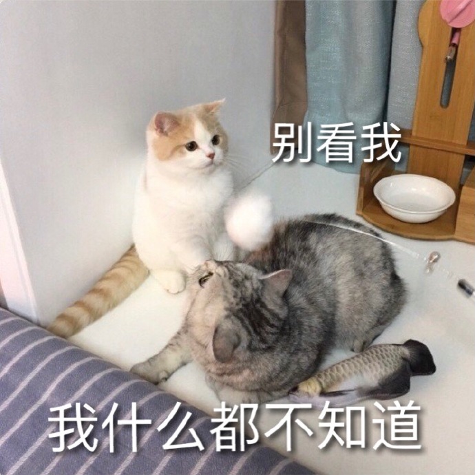 小猫咪什么都不知道图片