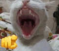 萌宠 猫咪 生气 呆萌 可爱