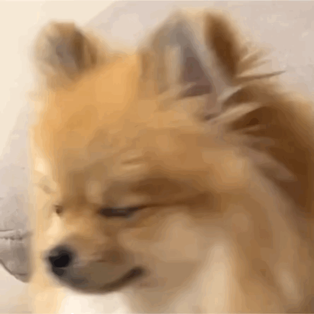 萌宠 狗狗 无语 呆萌 可爱