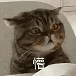 萌寵 貓咪 懵 呆萌 可愛