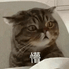 萌宠 猫咪 懵 呆萌 可爱