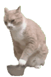 萌宠 猫咪 生气 呆萌 可爱