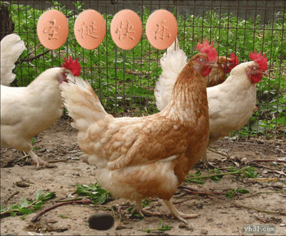 母鸡下蛋 表情包图片
